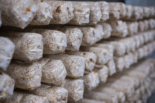 Natural substrate packs for cultivating mushrooms in vertical mushroom farm. Substrate infected with the fungus mycelium.