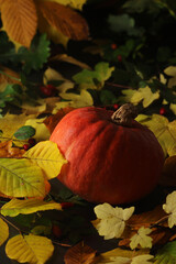 Naklejka na ściany i meble A pumpkin and bright autumn leaves still life 