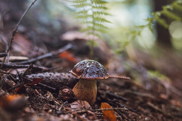 Detail of Boletus edulis in spruce needles. Autumn time in the months of September and October, which are ideal for fungal growth. Forest environment