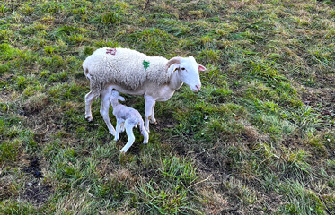 Obraz premium Mouton et son agneau 