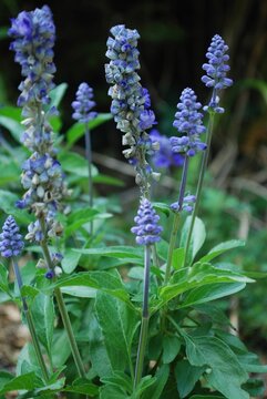 Closeup Shot Of Blue Sage