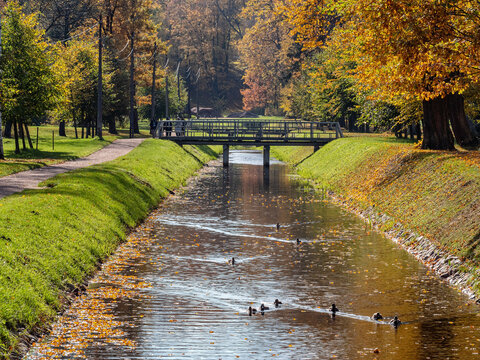 Peterhof, Alexandria Park in autumn. The canal of the park with ducks.