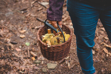 Fototapeta premium Woman in outdoor clothing holds a basket full of mushrooms, mainly Boletus edulis from the autumn forest. September and October. Finding and collecting mushrooms