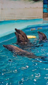 Vertical of picture four dolphins pop their heads above the water in a swimming pool.