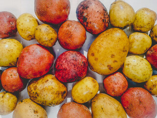 Many raw potatoes lie on a white background