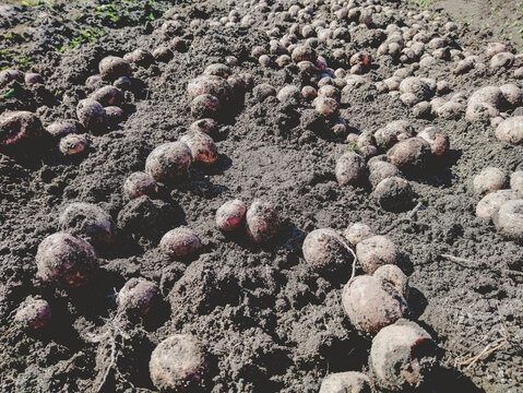 Many raw potatoes lie on the black ground