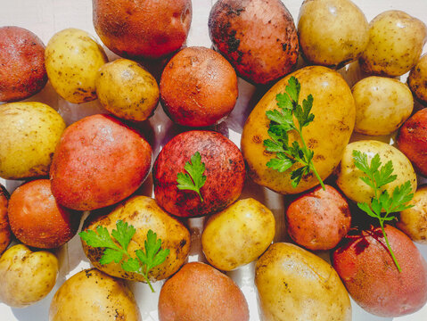 Many raw potatoes lie on a white background. Close up