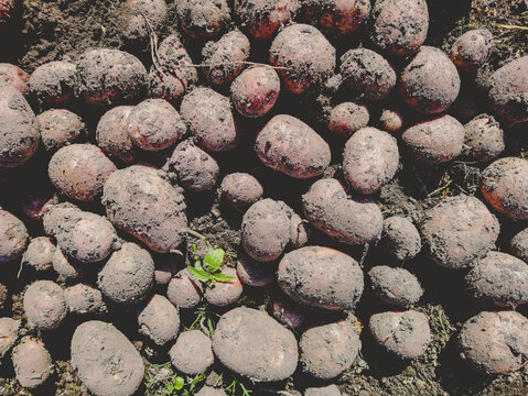 Many raw potatoes lie on the black ground. Close up