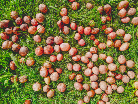 Many raw potatoes lie on the green grass