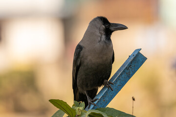 House Crow Sitting on Metal Post