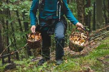 Man in outdoor clothing holds a basket full of mushrooms, mainly Boletus edulis from the autumn...