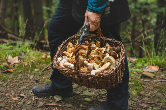 Man in outdoor clothing holds a basket full of mushrooms, mainly Boletus edulis from the autumn forest. September and October. Finding and collecting mushrooms