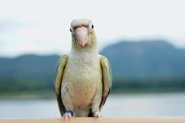 Green cheek conure turquoise pineapple (turquoise cinnamon and opaline mutations) color on the sky...