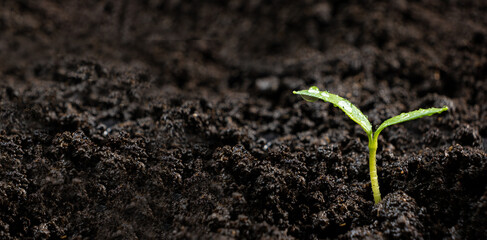 A sprout of pepper on a background of black earth with a place for text.