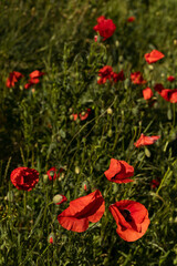 Flowers, polish flowers