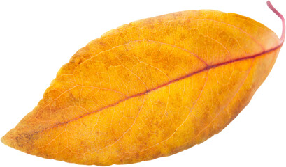 Collection of colored fallen autumn leaves on the desk