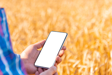 Mockup image.Male farmer standing in wheat field and using mobile phone,selective focus.Closeup. © ARVD73