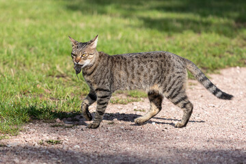 tabby cat with prey
