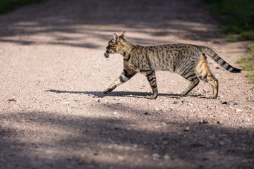 tabby cat with prey