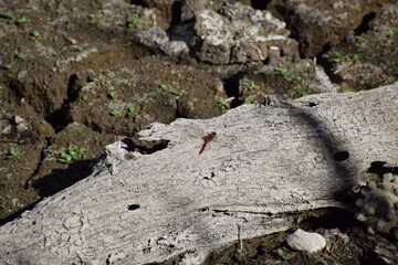 Feuerlibelle, Crocothemis erythraea