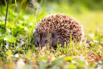 Small hedgehog in the garden closeup photo