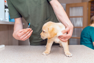Cute labrador puppy dog getting a vaccine at the veterinary doctor.Dog stand on the examination table at a clinic. - obrazy, fototapety, plakaty