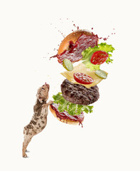 Cute Merle French Bulldog standing with tongue sticking out, eating delicious burger over white background