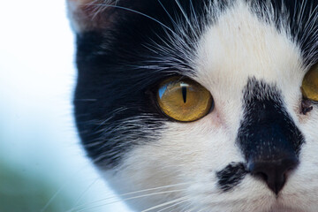 close up portrait of a cat