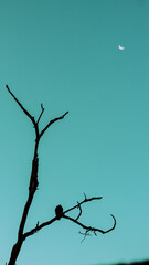 birds on tree