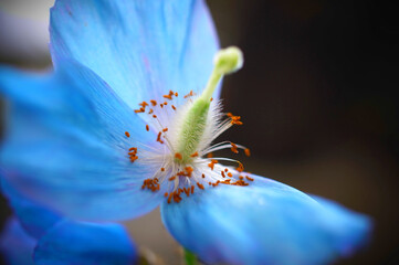 Himalayan Blue poppy