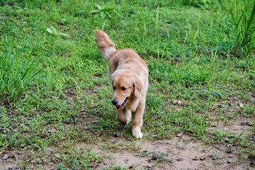A beautiful golden retriever dog is walking on the grass.