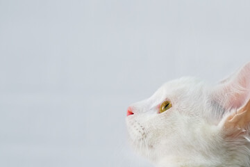 muzzle of a white cat with green eyes on a light background. The cat looks away. Horizontal photo, copy space