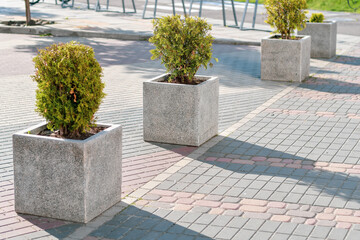 Public space decorated by green thuja plants growing in big stone pots. Selective focus. 