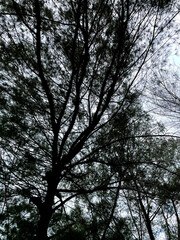 tropical natural atmosphere in Indonesia