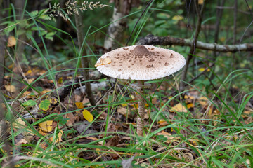 Amanita muscaria in the leaves of the autumn forest. Beautiful red fairy fly agaric. Poisonous mushroom in the forest.