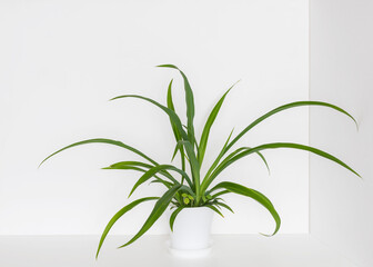 green plant in a white interior
