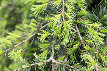 Young bright green needles of Himalayan cedar Cedrus Deodara, Deodar growing on embankment of resort town of Adler. Close-up.