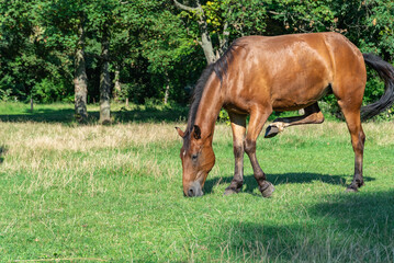 Naklejka na ściany i meble Beautiful bay horse grazing in pasture. Brown mare eating green grass. Adult female equus caballus with black tail and mane on the field. Ginger perissodactyla pluck and eating plants on sunny day.