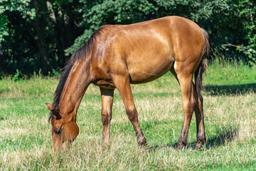 Beautiful little foal grazing in pasture. Brown horse eating green grass. Little foal equus caballus with black tail and mane on the field. Ginger perissodactyla pluck and eating plants on sunny day.