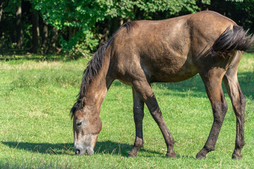 Obraz premium Beautiful horse grazing in pasture. Mare eating green grass. Adult female equus caballus with dark tail and mane on the field. Perissodactyla pluck and eating plants on sunny day.