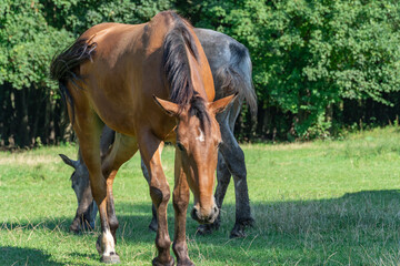 Naklejka na ściany i meble Group beautiful horses graze in pasture. Brown stallion and gray mare equus caballus eat green grass. Herd male and female perissodactyla on free paddock eating plants on sunny day. Bay roan horses.