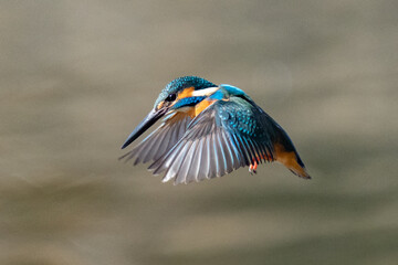 カワセミ　ホバリング