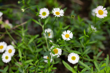 Matricaria recutita is a plant widely used for medicinal and cosmetic purposes. selective focus