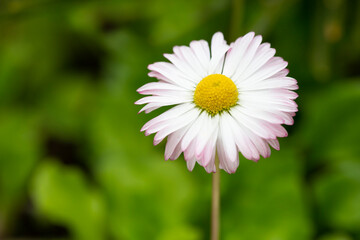 Obraz premium Natural background with blossoming daisies bellis perennis . Soft focus