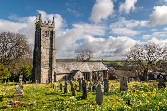 Spring Daffodils flowering in the graveyard of Throwleigh Church, Dartmoor National Park, Devon, England