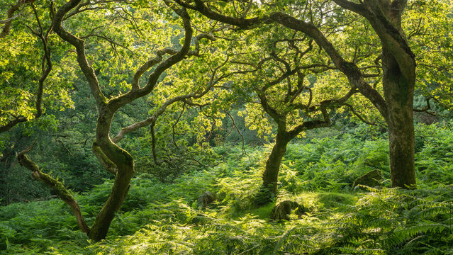 Verdant deciduous woodland in summertime, Dartmoor National Park, Devon, England