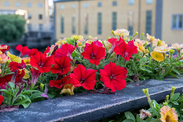 Petunias blooming in the historic industrial landscape of Norrköping during late summer in Sweden.  