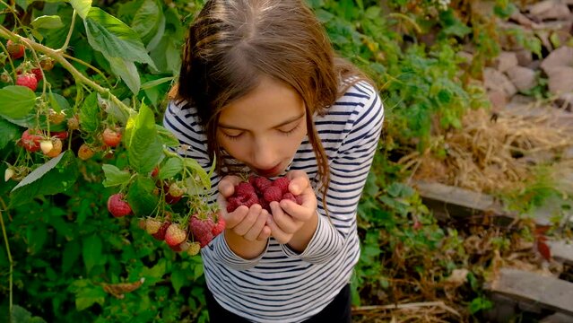 A child harvests raspberries in the garden. Selective focus.