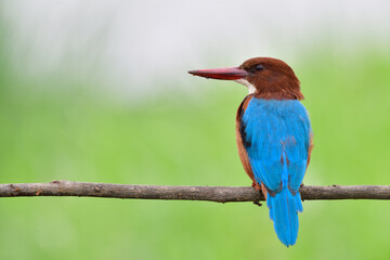 dream shot of fully back view and facing direct left or right along horizontal of blue bird, most beautiful white-throated kingfisher