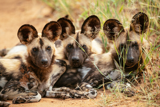 African Wild Dogs (Painted Wolves), Timbavati Private Nature Reserve, Kruger National Park